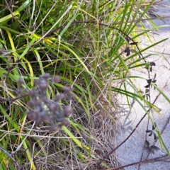 Rubus anglocandicans at Dunlop, ACT - 23 Aug 2024 02:06 PM