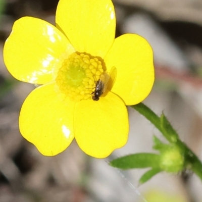 Unidentified True fly (Diptera) at Wodonga, VIC - 30 Aug 2024 by KylieWaldon