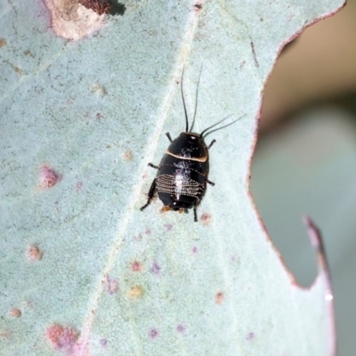 Ellipsidion australe (Austral Ellipsidion cockroach) at Wodonga, VIC - 30 Aug 2024 by KylieWaldon