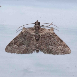 Phrissogonus laticostata at Turner, ACT - 30 Aug 2024 10:37 PM