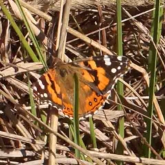 Vanessa kershawi (Australian Painted Lady) at O'Connor, ACT - 30 Aug 2024 by ConBoekel