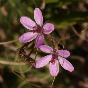 Erodium cicutarium at O'Connor, ACT - 31 Aug 2024 09:54 AM