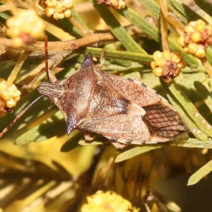 Oechalia schellenbergii at O'Connor, ACT - 31 Aug 2024