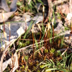 Polytrichaceae sp. (family) (A moss) at O'Connor, ACT - 31 Aug 2024 by ConBoekel