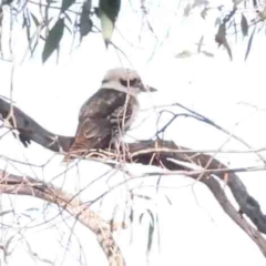 Dacelo novaeguineae (Laughing Kookaburra) at O'Connor, ACT - 31 Aug 2024 by ConBoekel