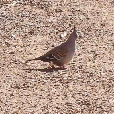 Ocyphaps lophotes (Crested Pigeon) at O'Connor, ACT - 31 Aug 2024 by ConBoekel