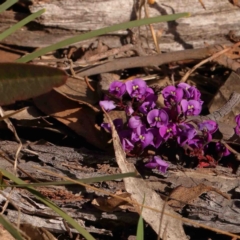 Hardenbergia violacea (False Sarsaparilla) at O'Connor, ACT - 31 Aug 2024 by ConBoekel