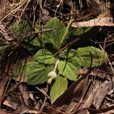 Cymbonotus sp. (preissianus or lawsonianus) (Bears Ears) at O'Connor, ACT - 31 Aug 2024 by ConBoekel