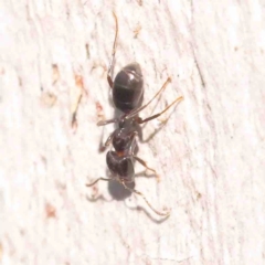 Anonychomyrma sp. (genus) (Black Cocktail Ant) at O'Connor, ACT - 31 Aug 2024 by ConBoekel