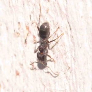 Anonychomyrma sp. (genus) at O'Connor, ACT - 31 Aug 2024 10:23 AM