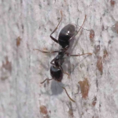 Anonychomyrma sp. (genus) at O'Connor, ACT - 31 Aug 2024 10:23 AM