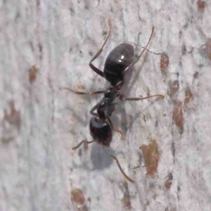 Anonychomyrma sp. (genus) at O'Connor, ACT - 31 Aug 2024 10:23 AM