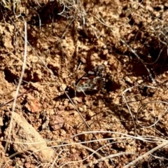 Vanessa kershawi (Australian Painted Lady) at Colinton, NSW - 31 Aug 2024 by KMcCue