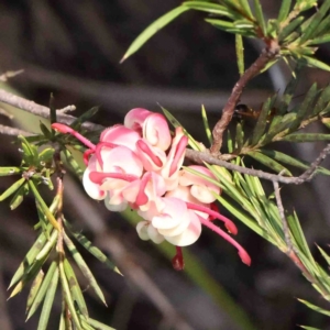 Grevillea rosmarinifolia subsp. rosmarinifolia at O'Connor, ACT - 31 Aug 2024 10:26 AM