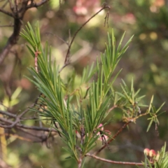 Grevillea rosmarinifolia subsp. rosmarinifolia at O'Connor, ACT - 31 Aug 2024 10:26 AM