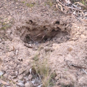 Tachyglossus aculeatus at O'Connor, ACT - 31 Aug 2024 10:27 AM