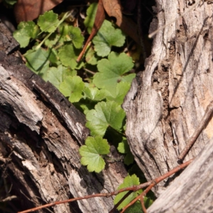 Hydrocotyle laxiflora at O'Connor, ACT - 31 Aug 2024 10:42 AM