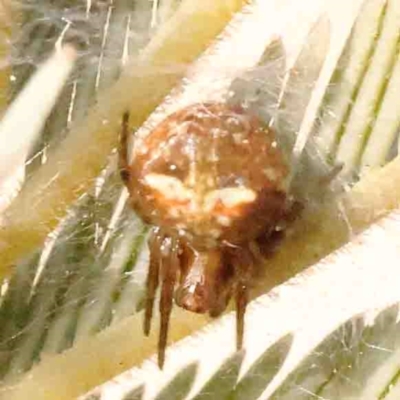 Araneus albotriangulus (White-triangle orb weaver) at O'Connor, ACT - 31 Aug 2024 by ConBoekel