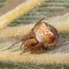 Araneus albotriangulus at O'Connor, ACT - 31 Aug 2024 10:44 AM