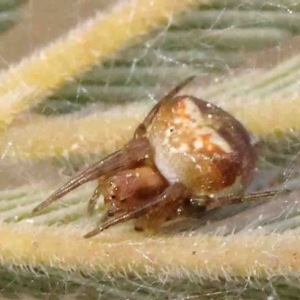 Araneus albotriangulus at O'Connor, ACT - 31 Aug 2024 10:44 AM