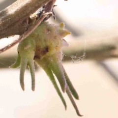 Unidentified Unidentified Insect Gall at O'Connor, ACT - 31 Aug 2024 by ConBoekel