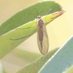 Chironomidae (family) (Non-biting Midge) at O'Connor, ACT - 31 Aug 2024 by ConBoekel