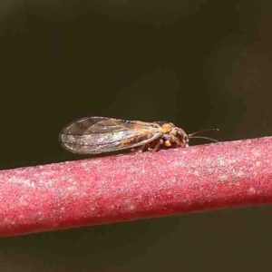 Psyllidae sp. (family) at O'Connor, ACT - 31 Aug 2024