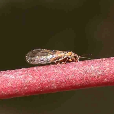 Psyllidae sp. (family) (Unidentified psyllid or lerp insect) at O'Connor, ACT - 31 Aug 2024 by ConBoekel