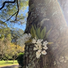 Sarcochilus falcatus (Orange Blossum Orchid) at Jamberoo, NSW - 31 Aug 2024 by Smithsay