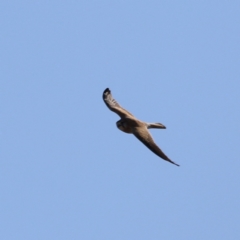 Falco cenchroides (Nankeen Kestrel) at Whitlam, ACT - 1 Sep 2024 by JimL