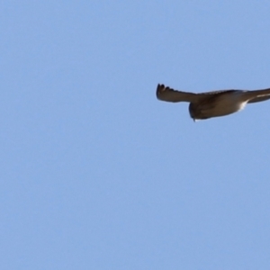 Falco cenchroides at Whitlam, ACT - 1 Sep 2024