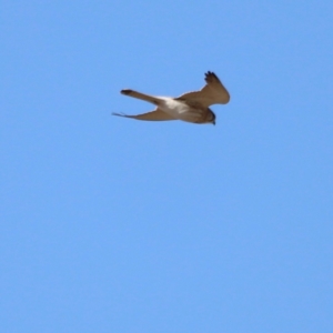 Falco cenchroides at Whitlam, ACT - 1 Sep 2024