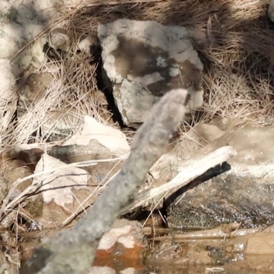 Stizoptera bichenovii (Double-barred Finch) at Whitlam, ACT - 31 Aug 2024 by JimL