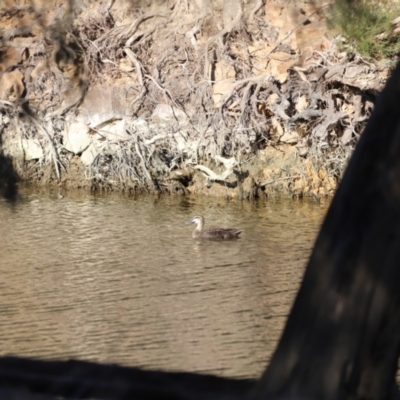 Anas superciliosa (Pacific Black Duck) at Denman Prospect, ACT - 1 Sep 2024 by JimL