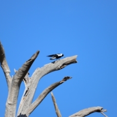 Gymnorhina tibicen (Australian Magpie) at Whitlam, ACT - 31 Aug 2024 by JimL