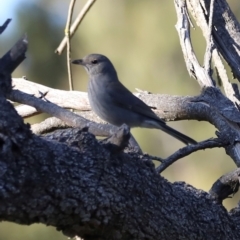 Colluricincla harmonica (Grey Shrikethrush) at Whitlam, ACT - 31 Aug 2024 by JimL