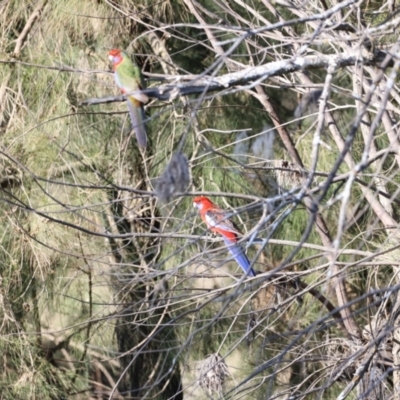 Platycercus elegans (Crimson Rosella) at Whitlam, ACT - 1 Sep 2024 by JimL