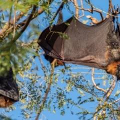 Pteropus poliocephalus (Grey-headed Flying-fox) at Casino, NSW - 8 Aug 2024 by Petesteamer