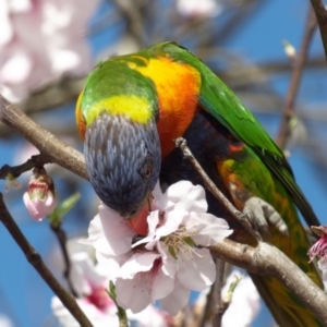 Trichoglossus moluccanus at Downer, ACT - 31 Aug 2024