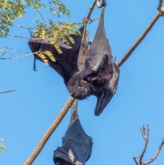 Pteropus alecto (Black Flying Fox) at Casino, NSW - 8 Aug 2024 by Petesteamer