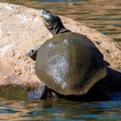 Emydura macquarii kreffti at Bundaberg North, QLD - 10 Jun 2024 by Petesteamer