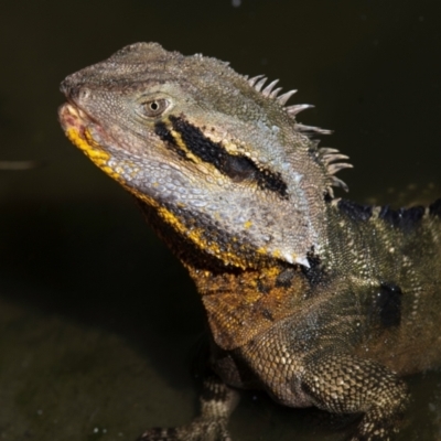 Intellagama lesueurii lesueurii at Bundaberg North, QLD - 20 Jun 2024 by Petesteamer