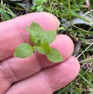 Stellaria media at Cook, ACT - 1 Sep 2024 11:13 AM