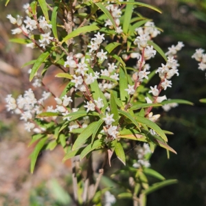 Leucopogon affinis at Monga, NSW - 1 Sep 2024 10:06 AM