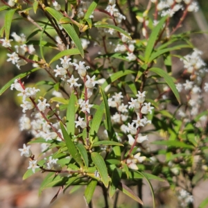 Leucopogon affinis at Monga, NSW - 1 Sep 2024 10:06 AM