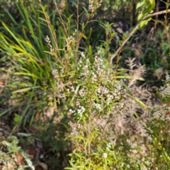 Leucopogon affinis at Monga, NSW - 1 Sep 2024 10:06 AM