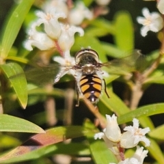 Simosyrphus grandicornis at Monga, NSW - 1 Sep 2024 10:05 AM