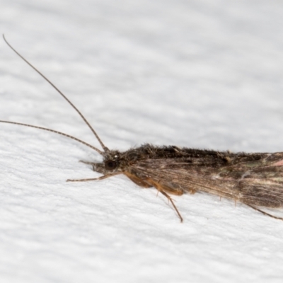 Trichoptera (order) (Unidentified Caddisfly) at Melba, ACT - 31 Aug 2024 by kasiaaus