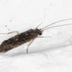 Trichoptera (order) at Melba, ACT - 31 Aug 2024