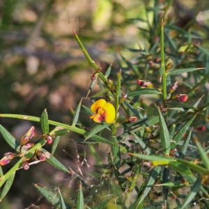 Daviesia ulicifolia subsp. ulicifolia at Monga, NSW - 1 Sep 2024